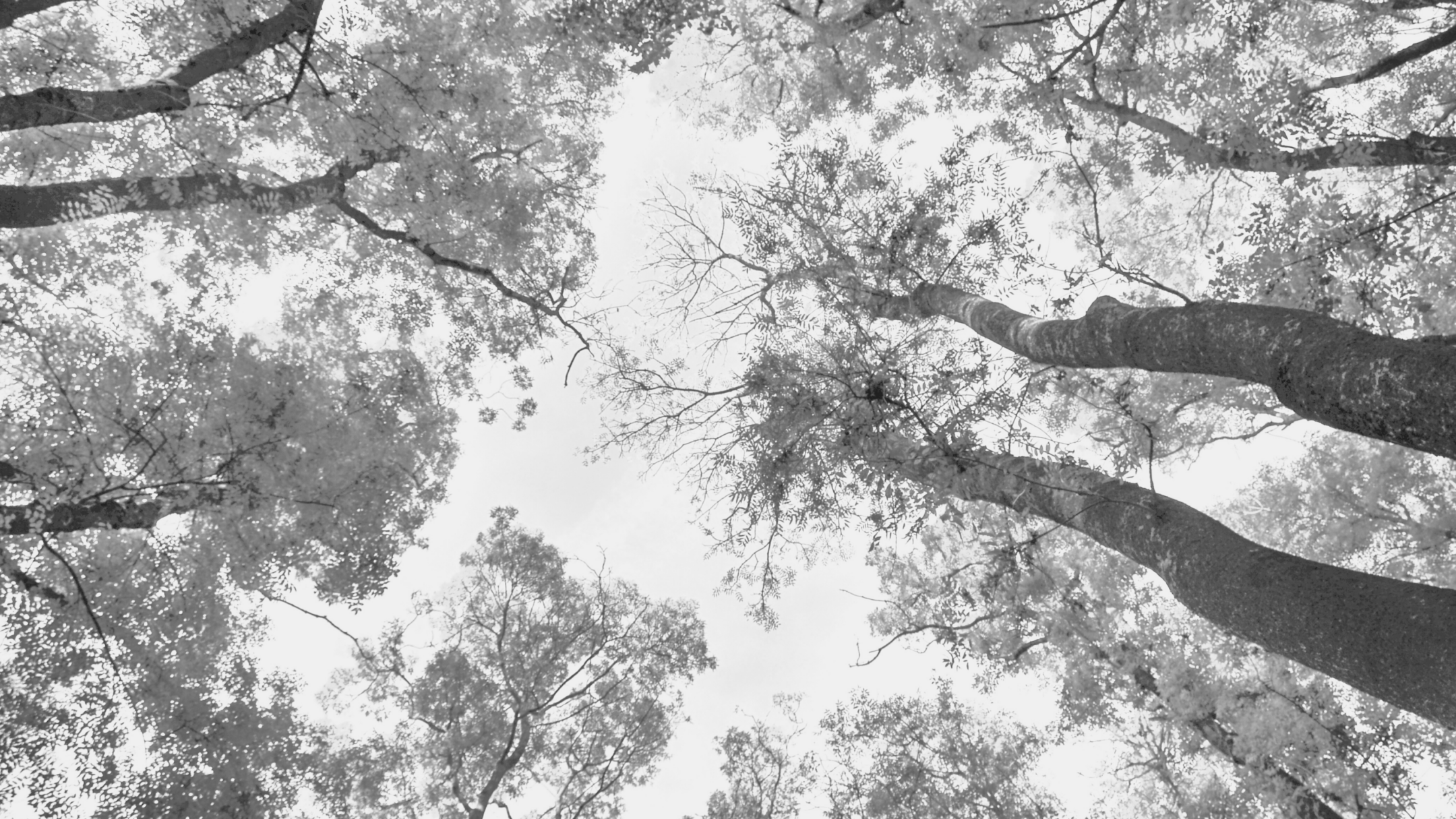 Imagen de la entrada