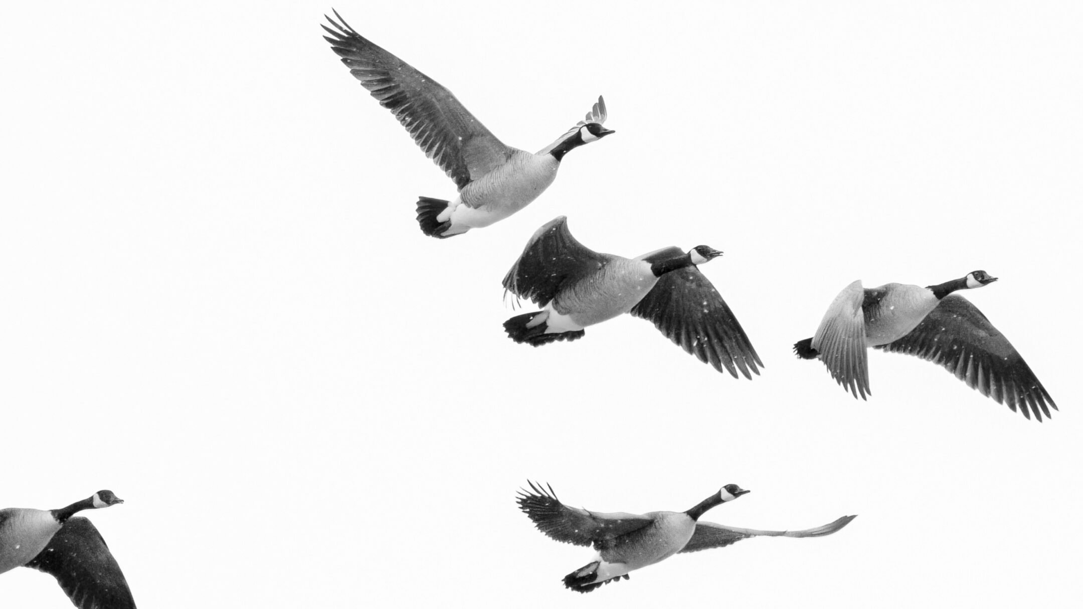 Imagen de la entrada