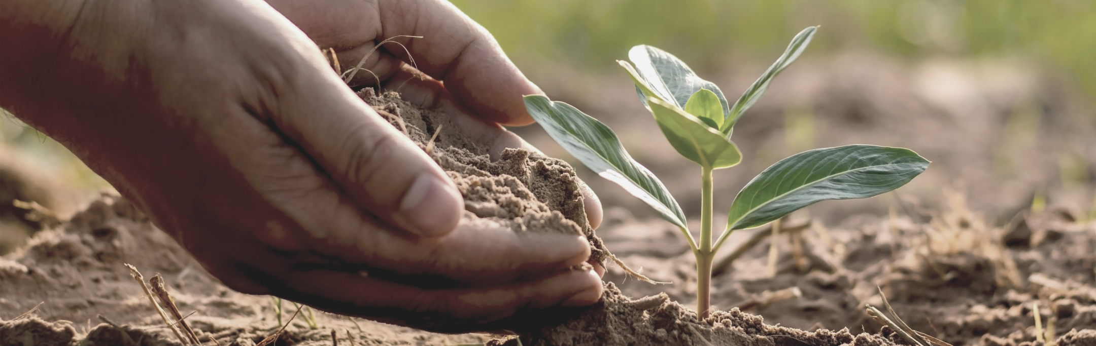 Imagen de la entrada