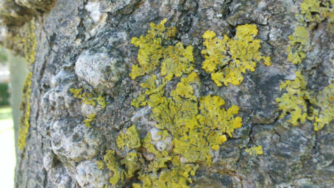 Imagen de la entrada