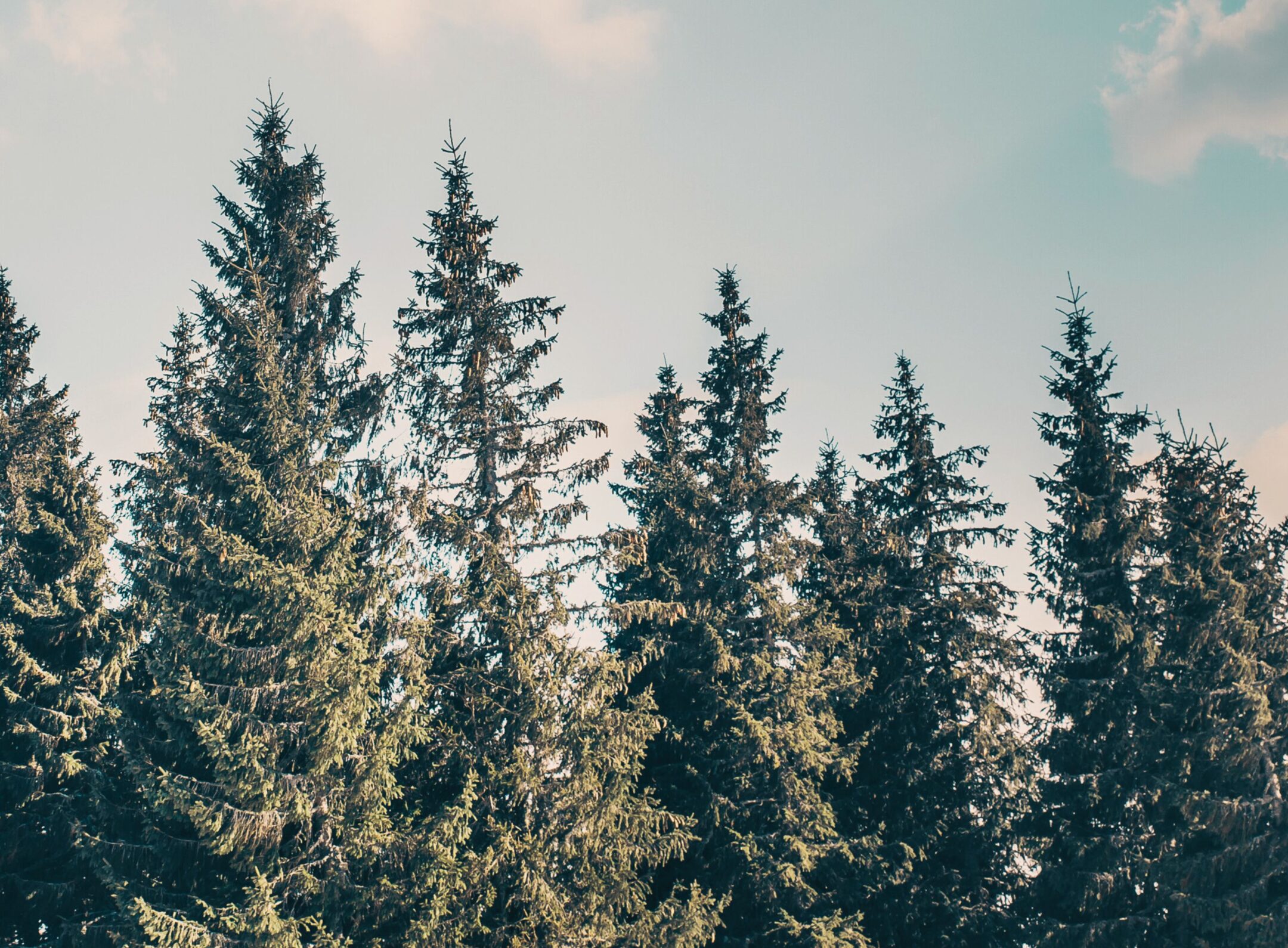 Imagen de la entrada