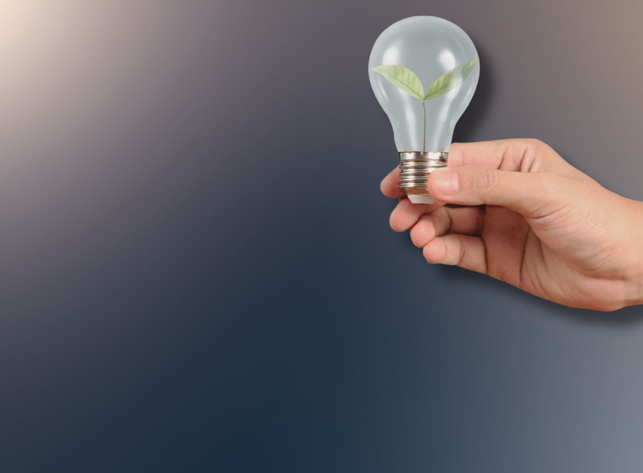 Imagen de la entrada