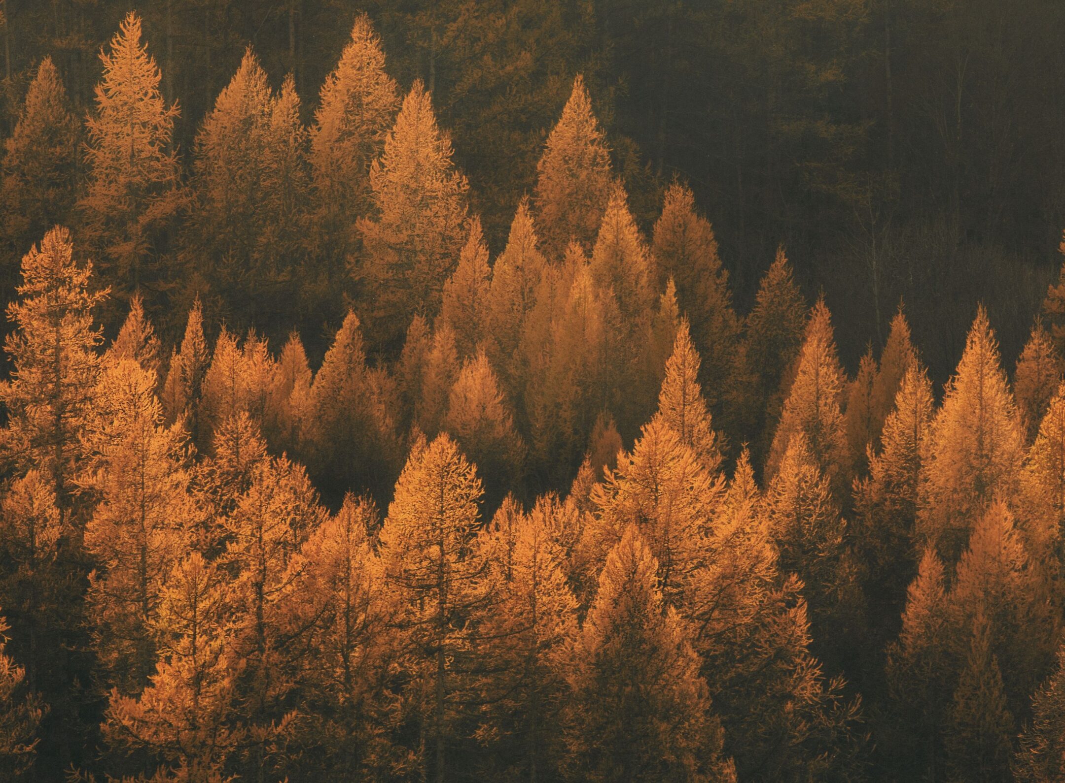 Imagen de la entrada