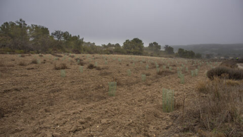 Plantación El Bosque de los Zaragozanos en el Vedado de Peñaflor