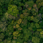 Copas de arboles en un bosque frondoso a vista de pájaro